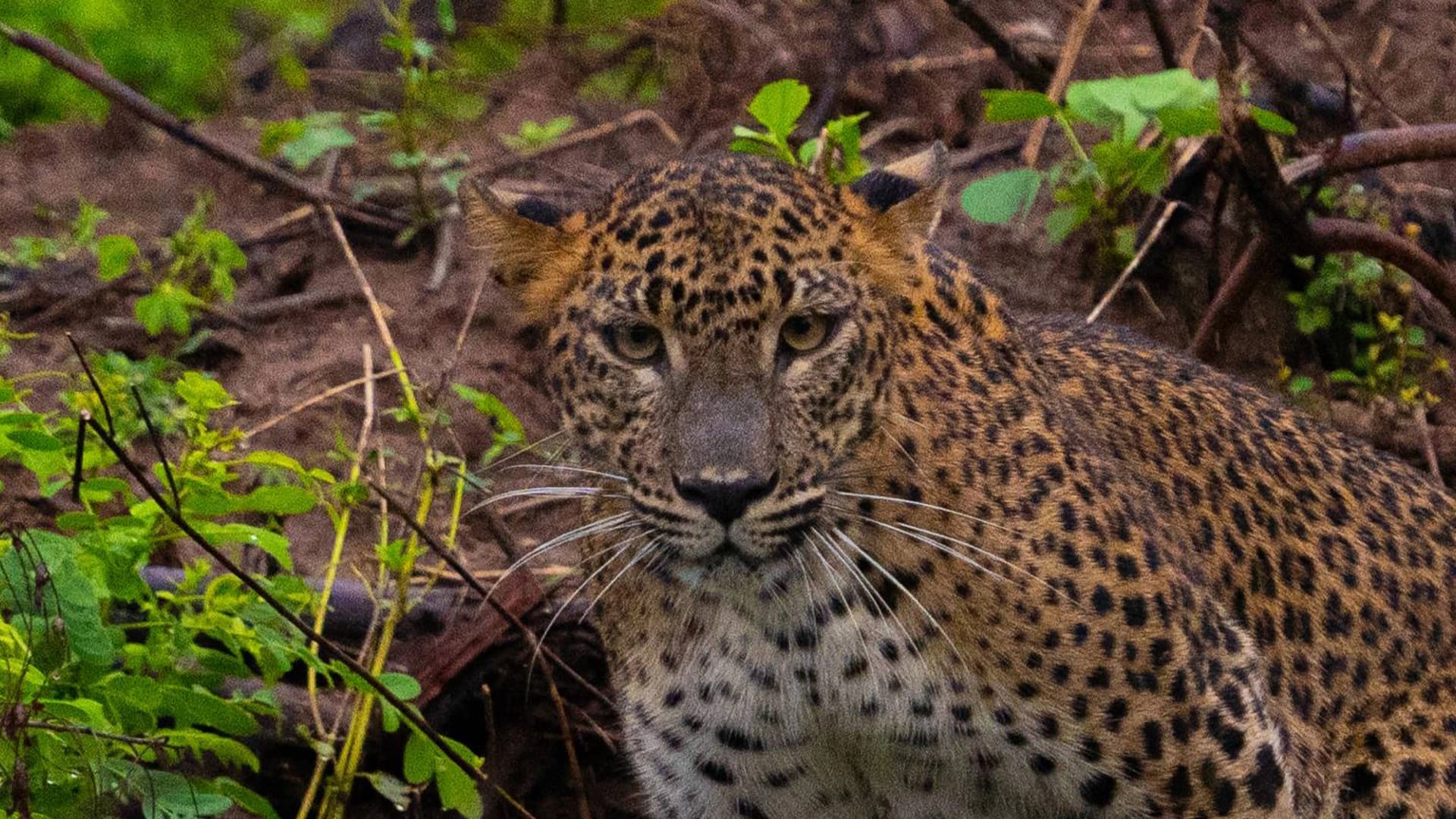 Sri Lankan Leopard Safari