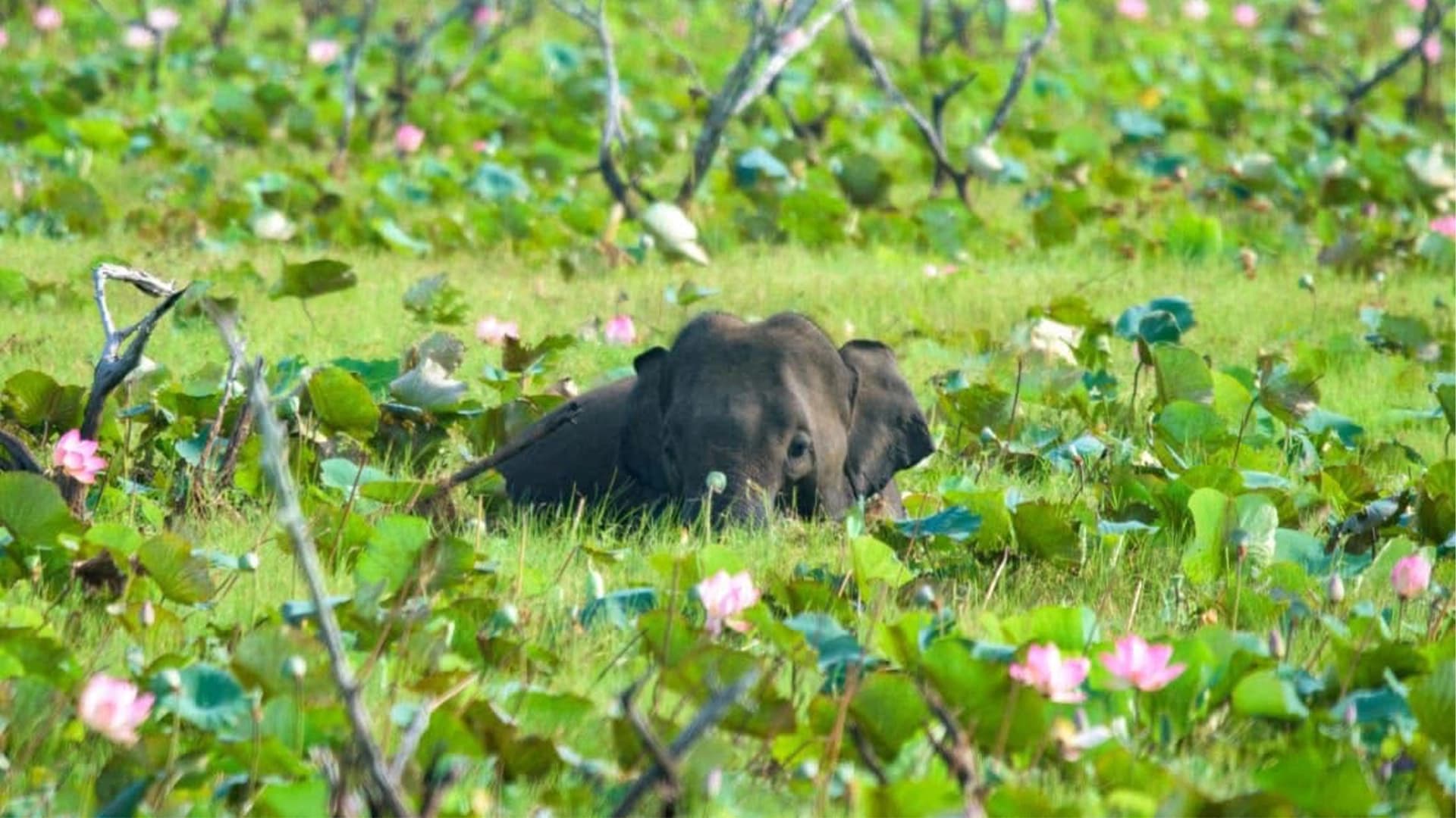Wildlife Leopard Experience