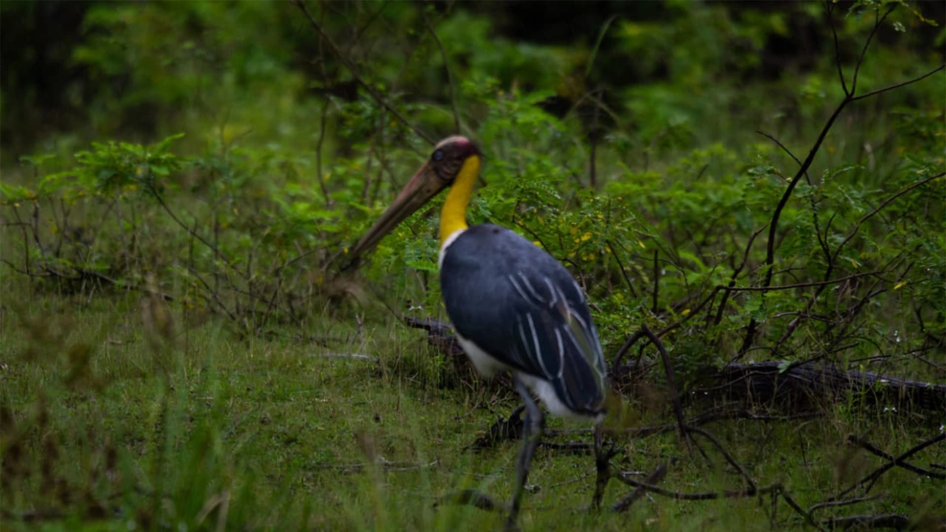 HALF DAY SAFARI - YALA BLOCK 5 AND 6