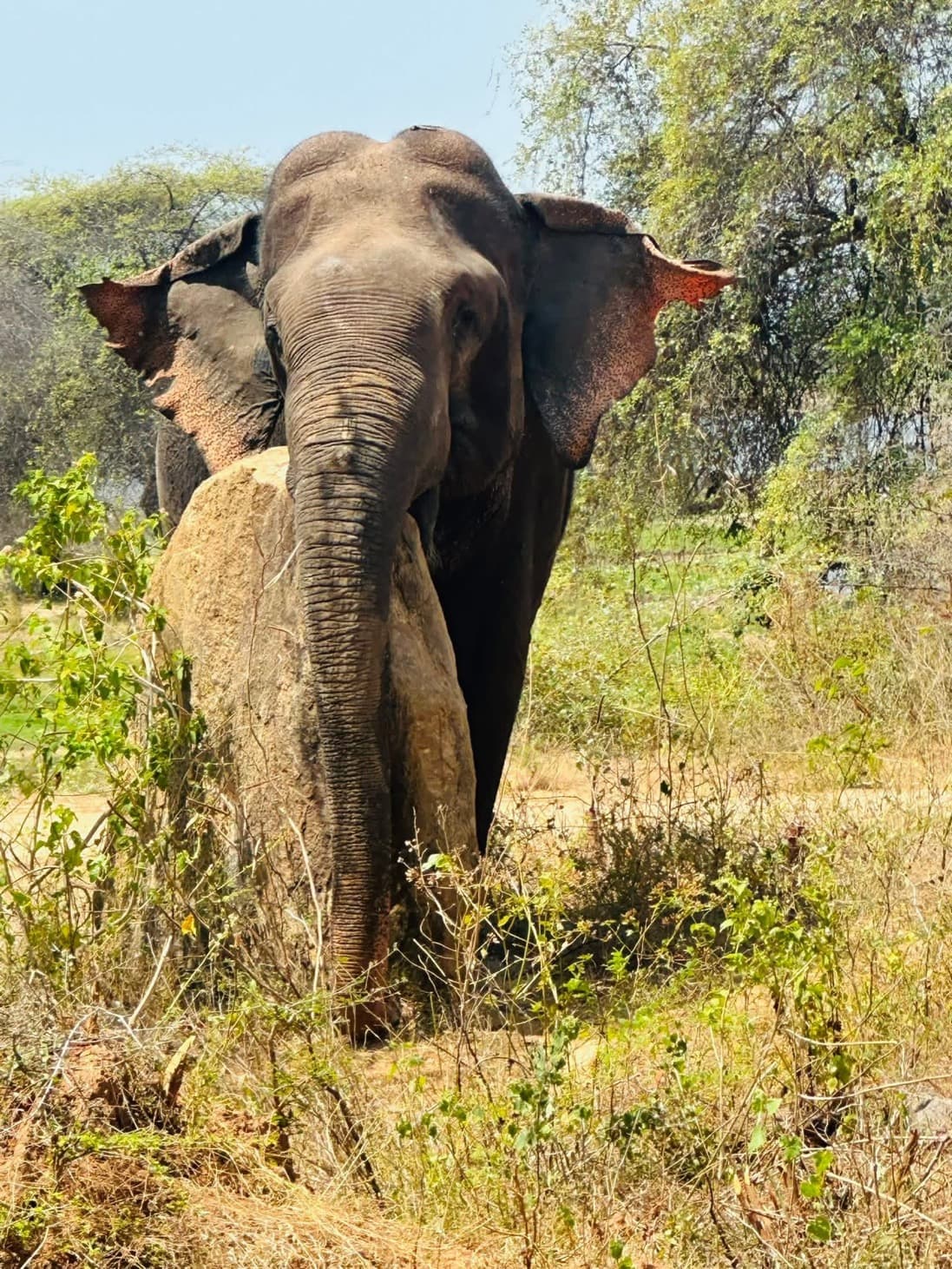Elephant in Yala National Park