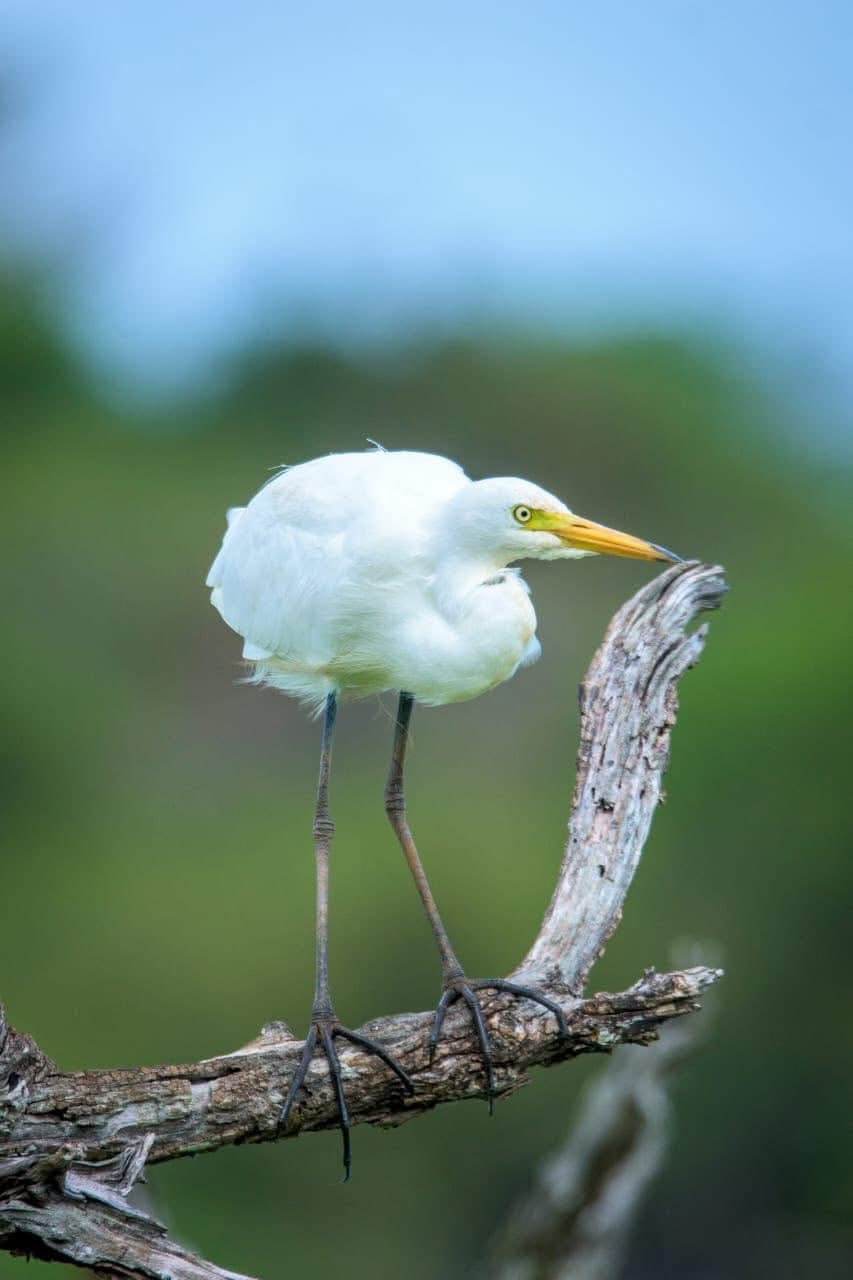 Yala Safari Landscape