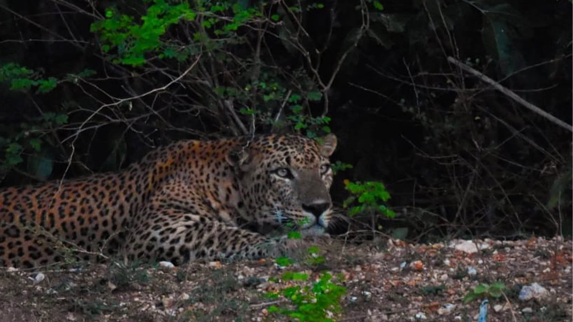 FULL DAY SAFARI - YALA BLOCK 5 AND 6