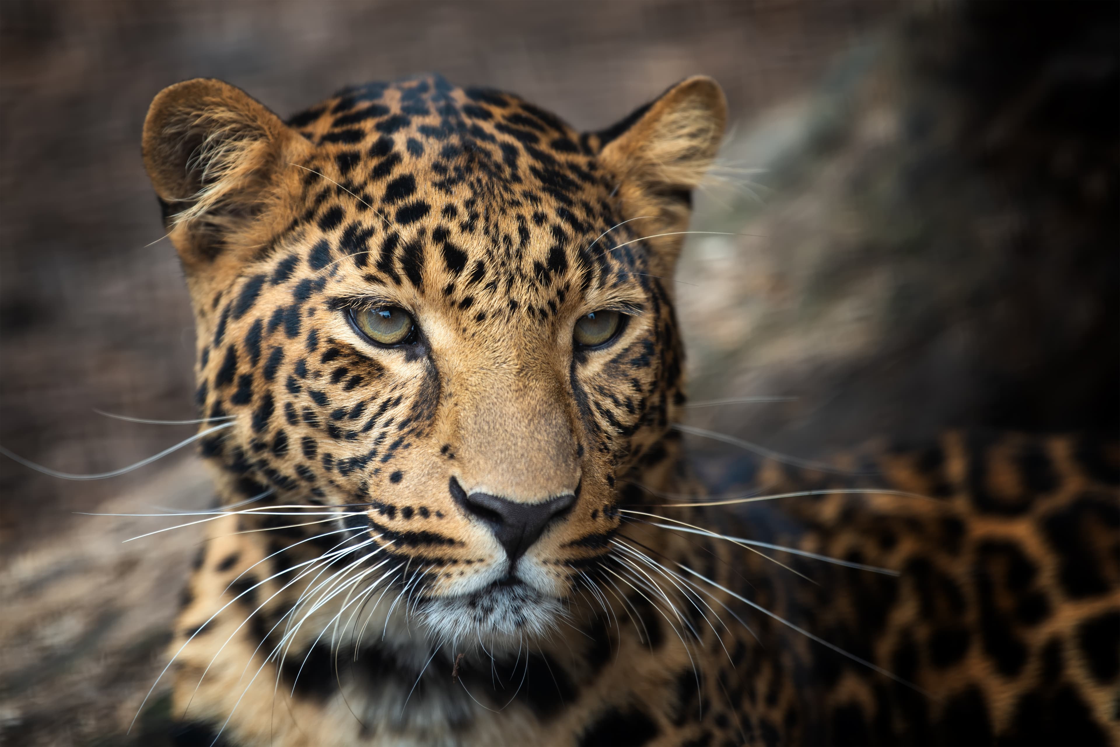 Close up of a majestic wild leopard resting on a tree branch in a Sri Lankan National Park